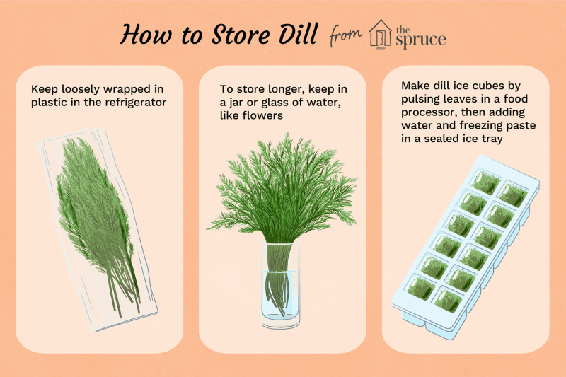 What Is Dill?