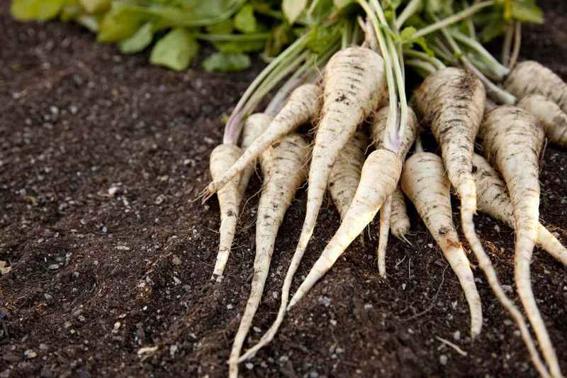 What Are Parsnips?