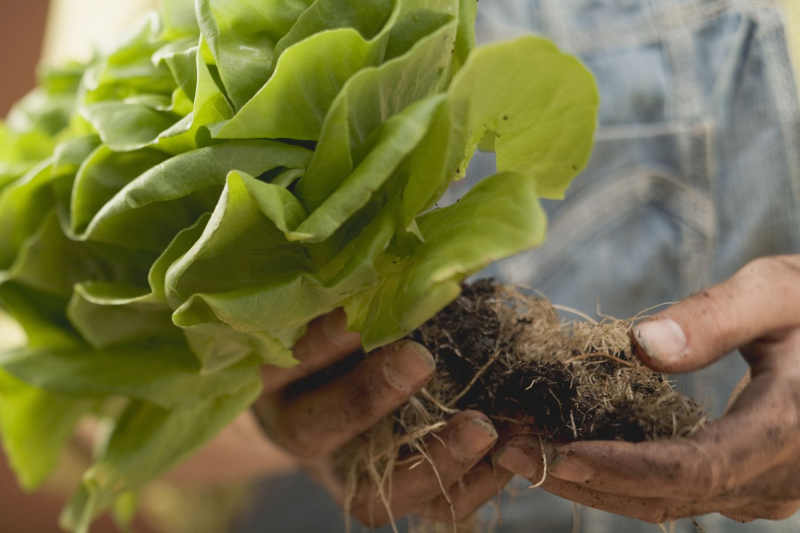 What Is Bibb Lettuce?