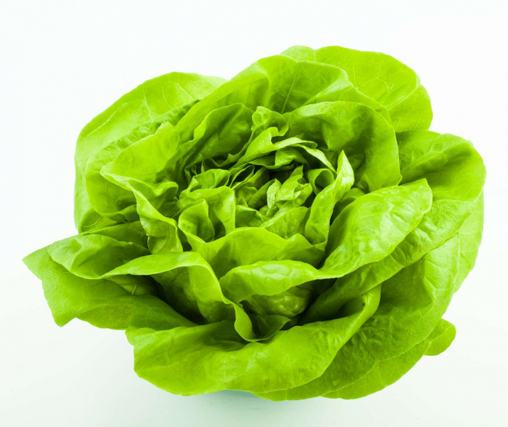 What Is Bibb Lettuce?